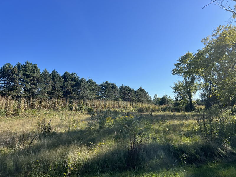 Cedaer Bluff Motel - Sept 4 2024 (newer photo)